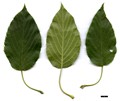 SpeciesSub: var. subulata